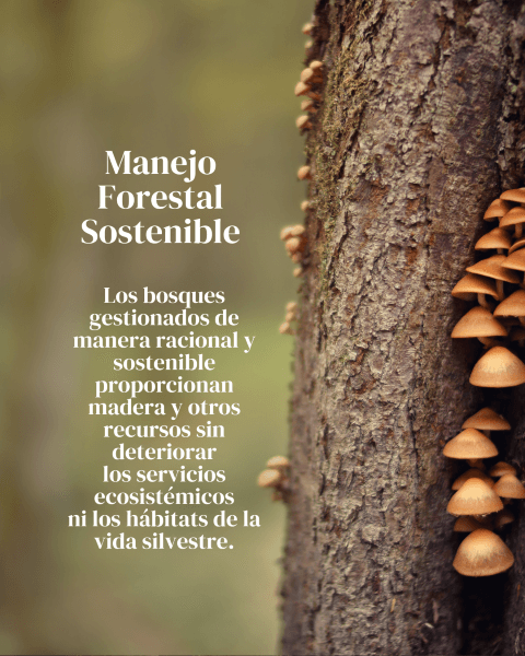 (Spanish) (8) (Pequeño)